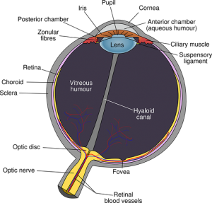 Graphic of Eye